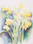 Gele Narcissen [50 x 65]